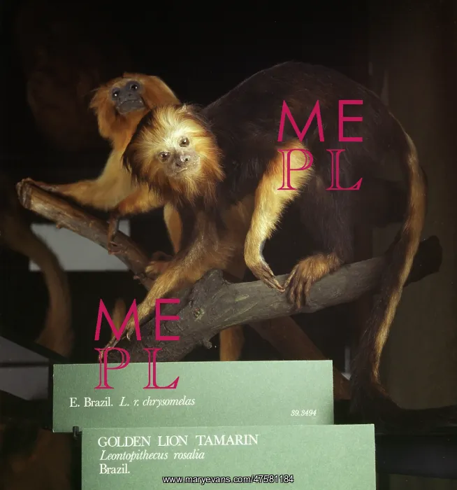 : Leontopithecus rosalia, golden lion tamarin : Leontopithecus rosalia, golden lion tamarin