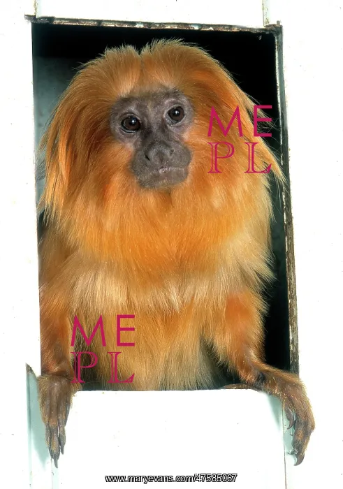 : Leontopithecus rosalia, golden lion tamarin : Leontopithecus rosalia, golden lion tamarin