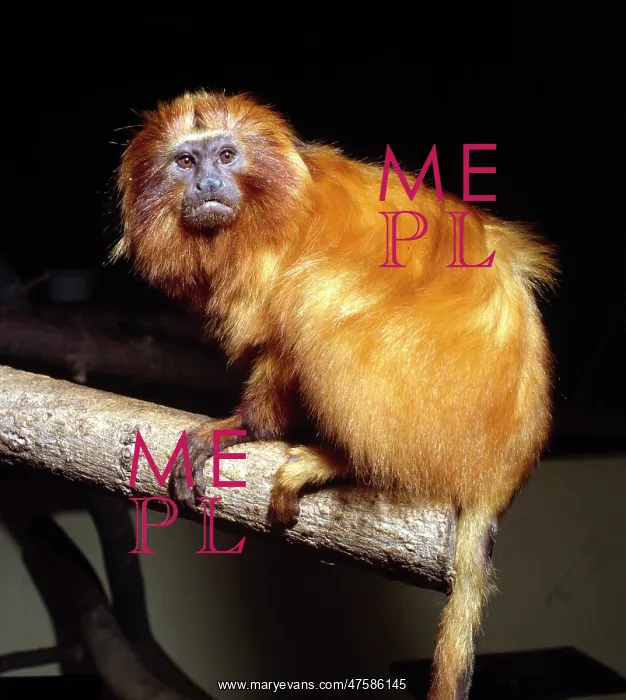 : Leontopithecus rosalia, golden lion tamarin : Leontopithecus rosalia, golden lion tamarin