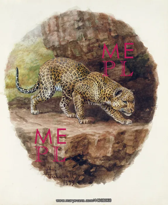 : Leopard, 1899 : Leopard, 1899