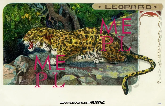 : Leopard. The leopard(Panthera pardus) is a member of thefamilyFelidaewith : Leopard. The leopard(Panthera pardus) is a member of thefamilyFelidaewith