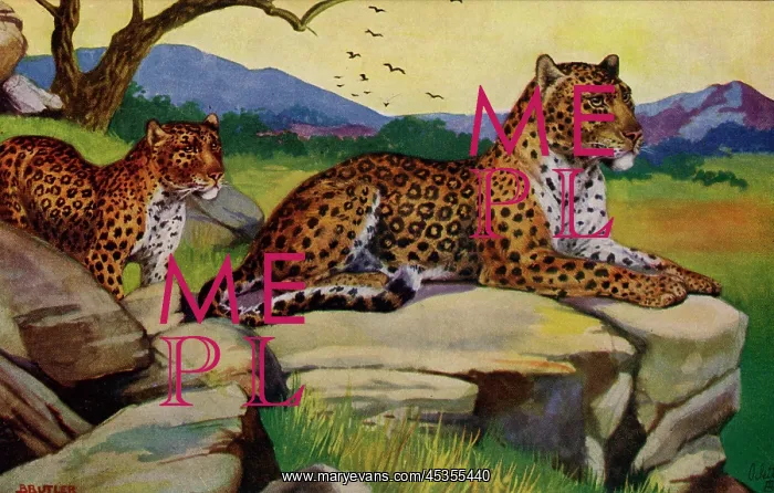 : Leopard. The leopard(Panthera pardus) is a member of thefamilyFelidaewith : Leopard. The leopard(Panthera pardus) is a member of thefamilyFelidaewith