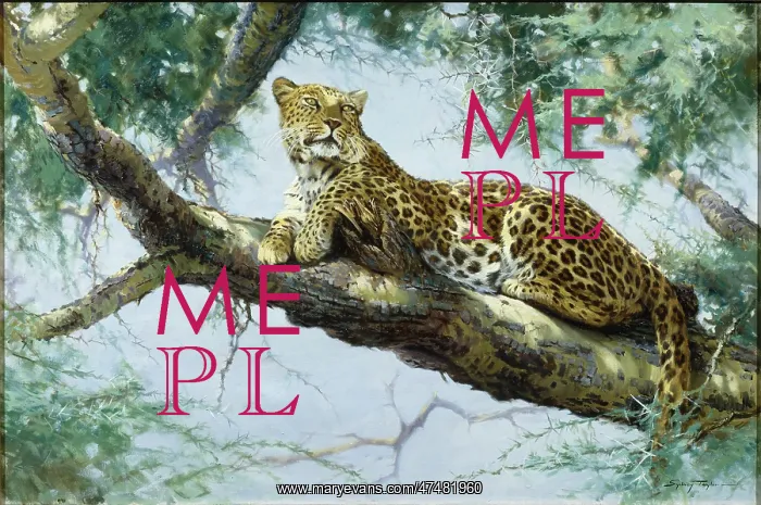: Leopard in an Acacia Tree : Leopard in an Acacia Tree