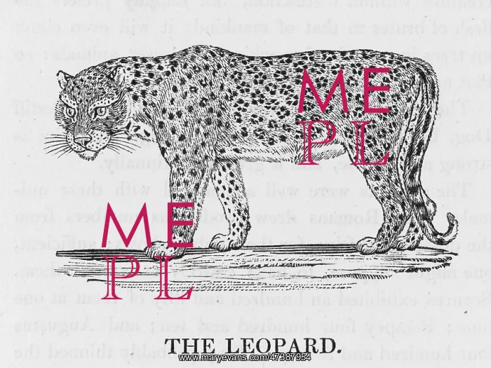 : LEOPARD (BEWICK) : LEOPARD (BEWICK)