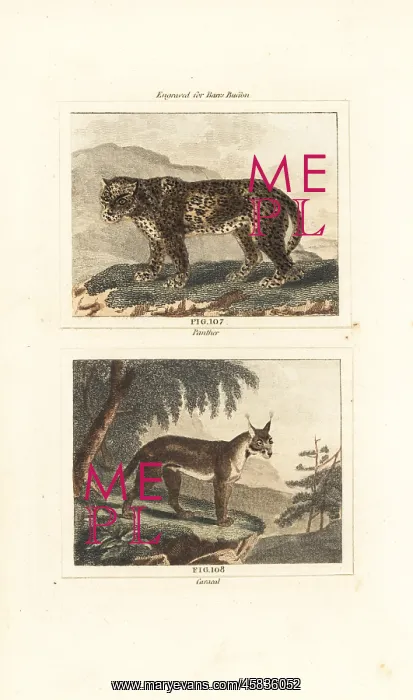 : Leopard and caracal : Leopard and caracal