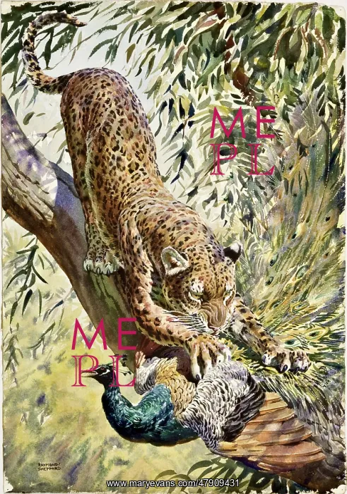 : A Leopard catches a Peacock : A Leopard catches a Peacock