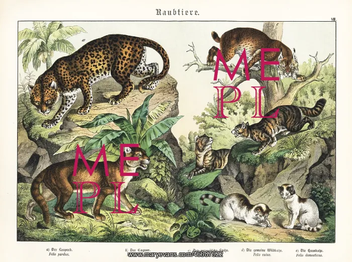 : Leopard, cougar, lynx and cats : Leopard, cougar, lynx and cats