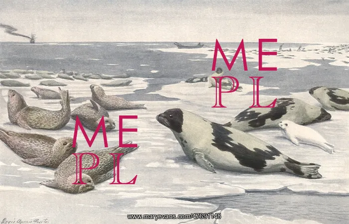  : Leopard, Harp Seals