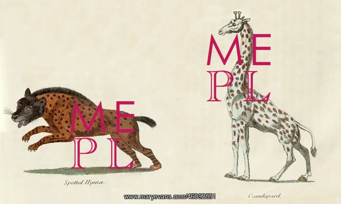 : Leopard and Hyena : Leopard and Hyena