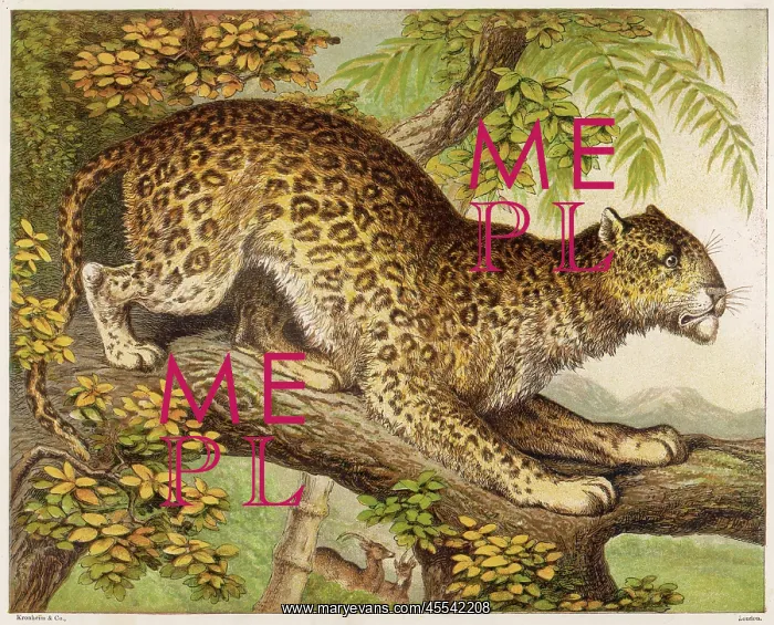 : Leopard - Kronheim : Leopard - Kronheim
