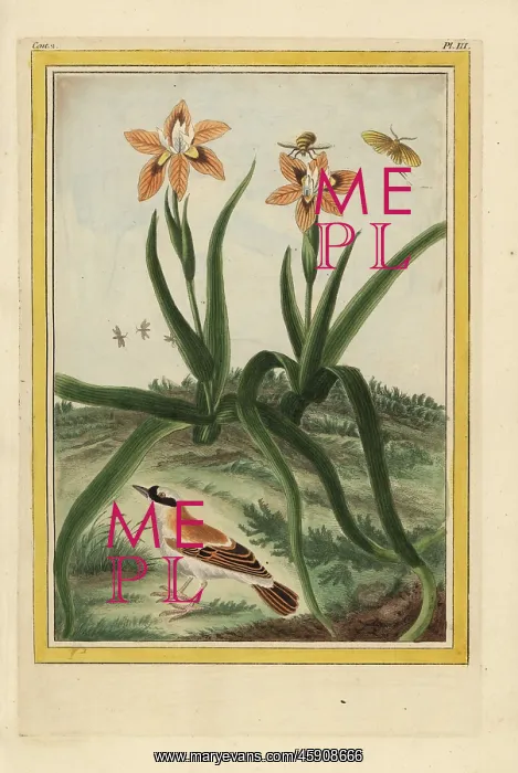 : Leopard lily, Iris domestica : Leopard lily, Iris domestica