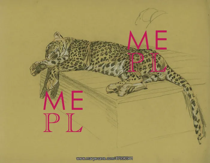  : Leopard lying on a ledge