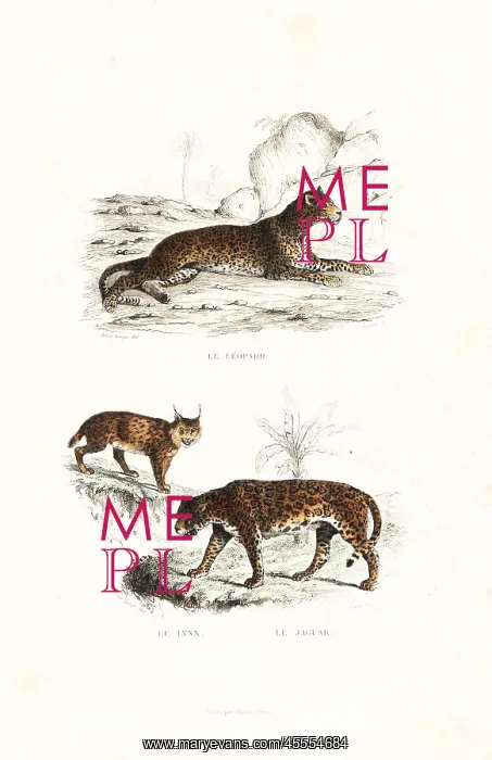 : Leopard, lynx and jaguar : Leopard, lynx and jaguar