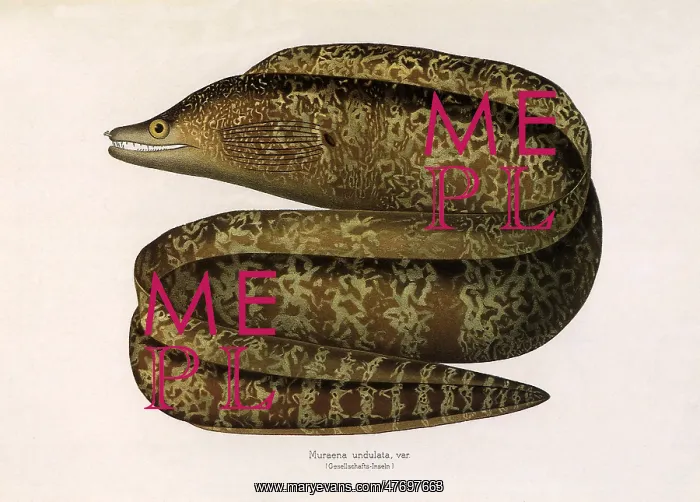  : Leopard Moray Eel