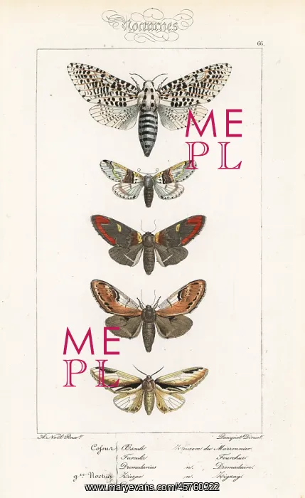 : Leopard moth, sallow kitten and prominent moths : Leopard moth, sallow kitten and prominent moths