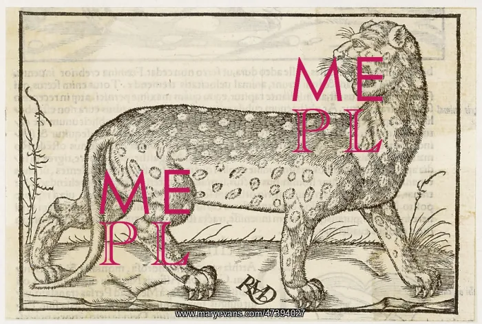 : LEOPARD (MUNSTER) : LEOPARD (MUNSTER)