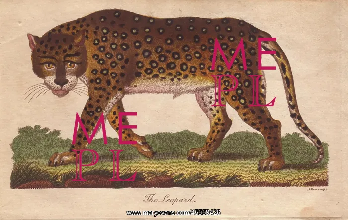 : Leopard, Panthera pardus : Leopard, Panthera pardus