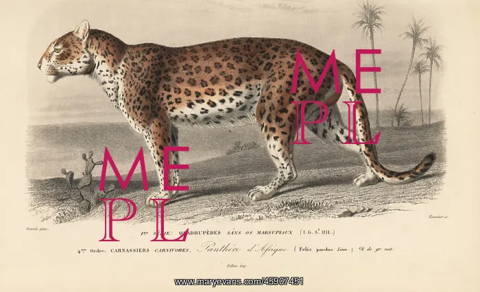 : Leopard, Panthera pardus : Leopard, Panthera pardus