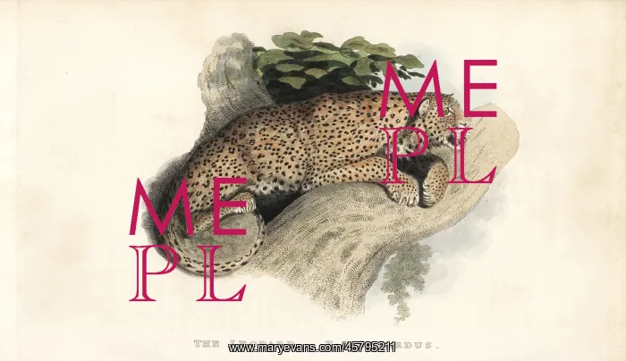 : Leopard, Panthera pardus. Near threatened : Leopard, Panthera pardus. Near threatened