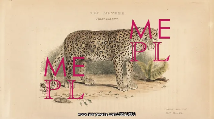 : Leopard, Panthera pardus. Near threatened : Leopard, Panthera pardus. Near threatened