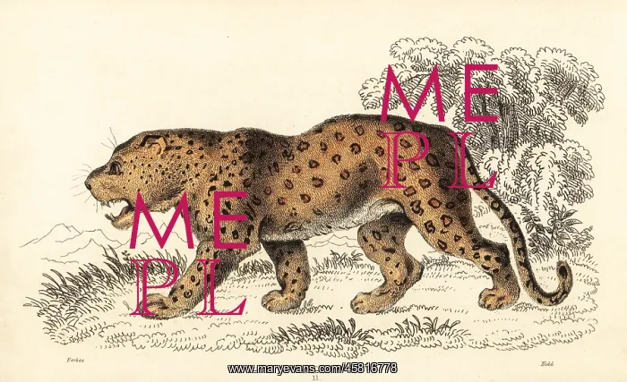 : Leopard, Panthera pardus, vulnerable : Leopard, Panthera pardus, vulnerable