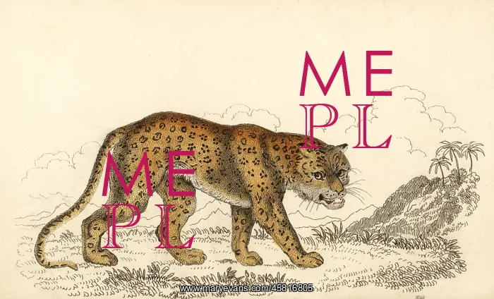  : Leopard, Panthera pardus, vulnerable