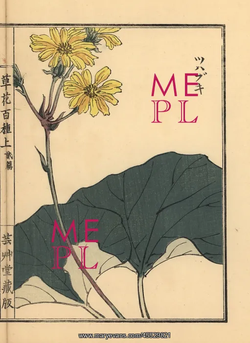 : Leopard plant, Farfugium japonicum : Leopard plant, Farfugium japonicum