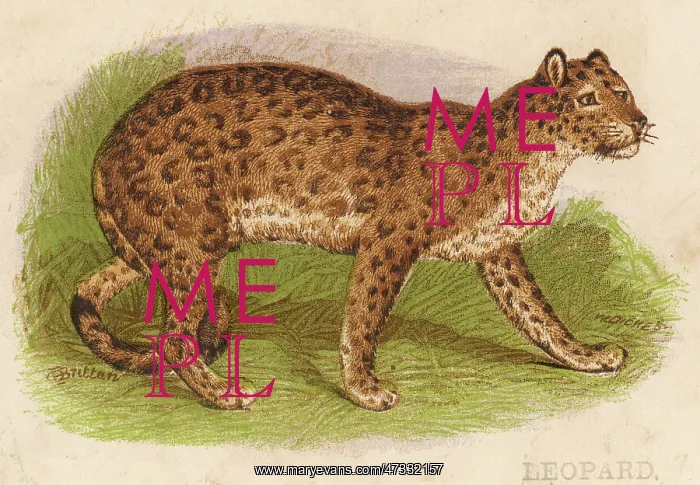  : Leopard Profile View
