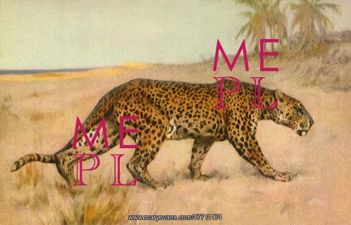  : Leopard on the Prowl