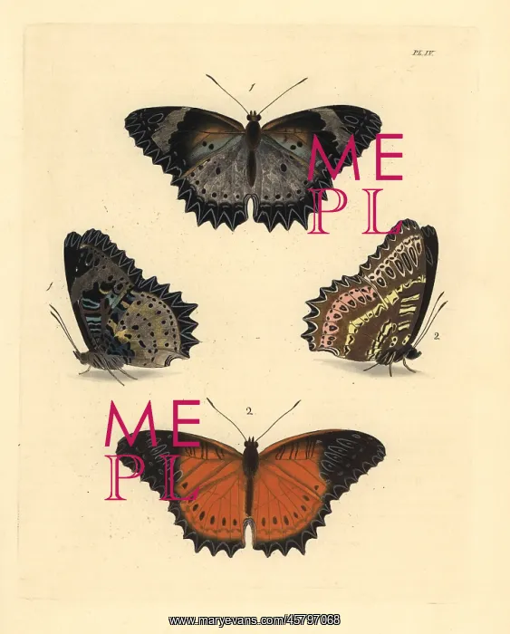 : Leopard and red lacewing butterflies : Leopard and red lacewing butterflies