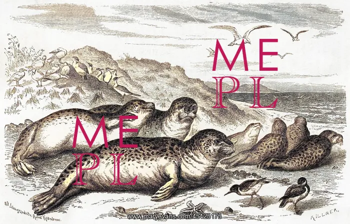 : LEOPARD SEAL : LEOPARD SEAL