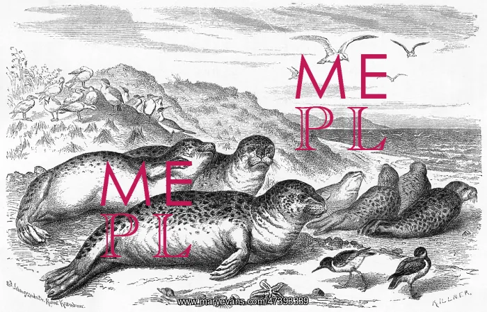 : LEOPARD SEAL : LEOPARD SEAL