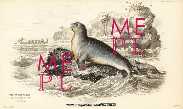 : Leopard seal, Hydrurga leptonyx : Leopard seal, Hydrurga leptonyx