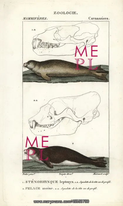 : Leopard seal, Hydrurga leptonyx, and Mediterranean : Leopard seal, Hydrurga leptonyx, and Mediterranean