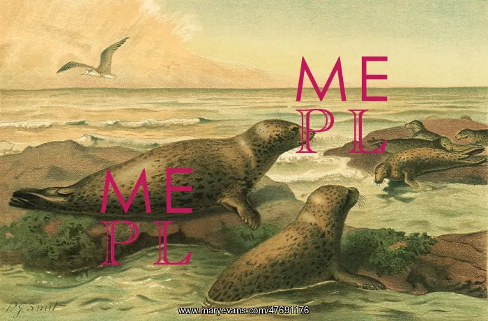  : Two Leopard Seals