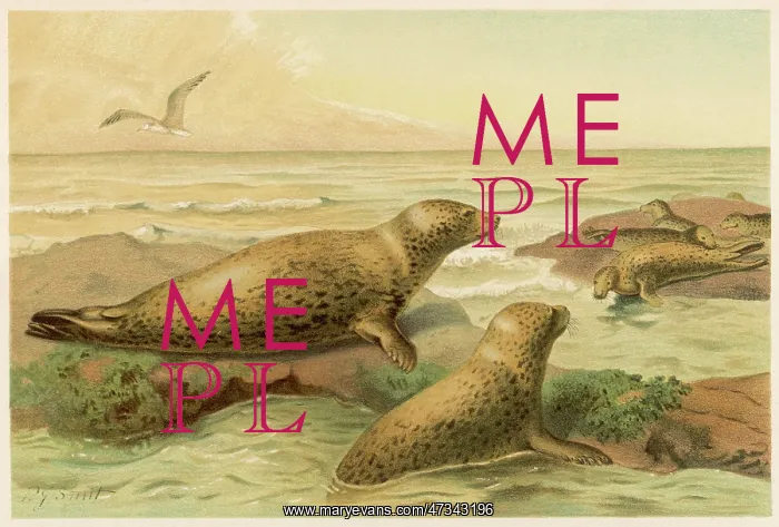  : LEOPARD SEALS C1880