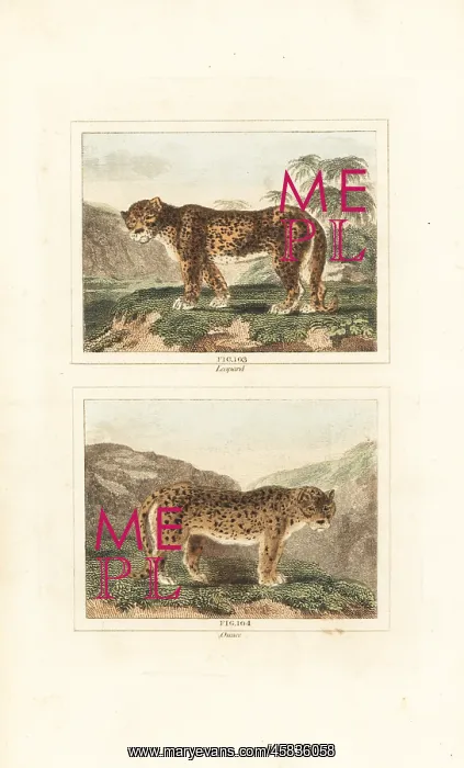  : Leopard and snow leopard