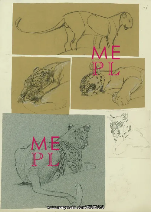  : Leopard Studies