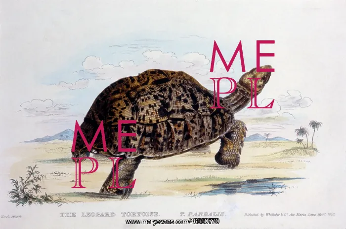 : Leopard Tortoise (T. Pardalis) : Leopard Tortoise (T. Pardalis)
