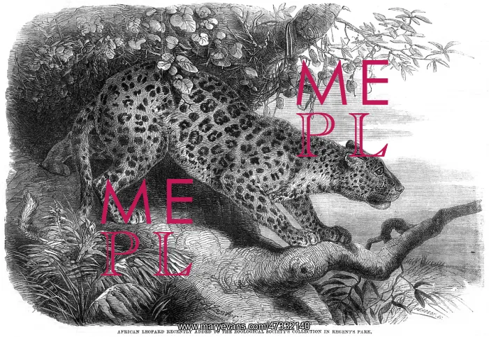 : LEOPARD UP A TREE : LEOPARD UP A TREE