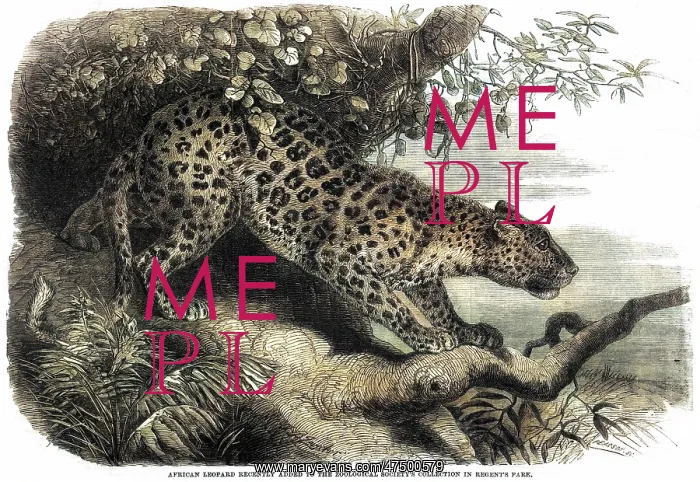: LEOPARD UP A TREE : LEOPARD UP A TREE