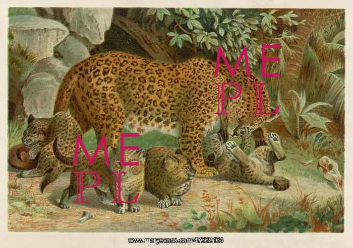 : LEOPARD AND ITS YOUNG : LEOPARD AND ITS YOUNG