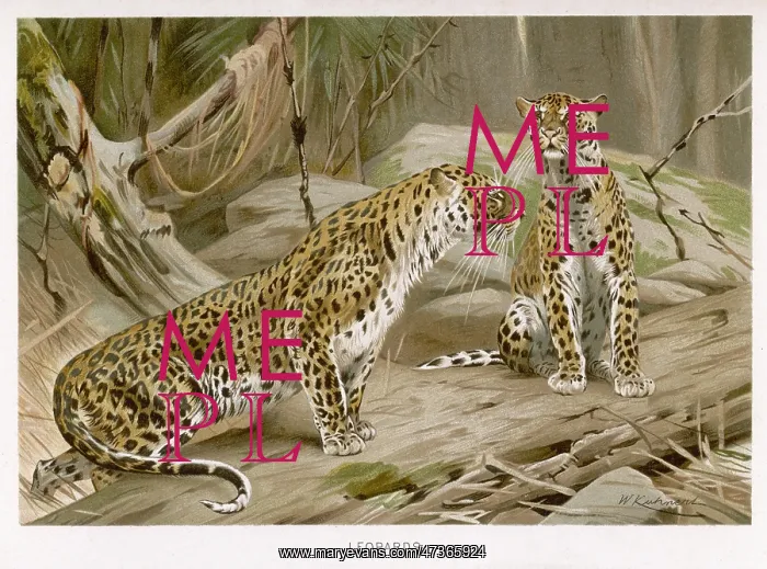 : TWO LEOPARDS (KUHNERT)