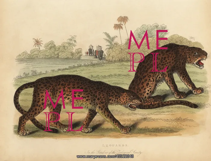 : Leopards, Panthera pardus : Leopards, Panthera pardus