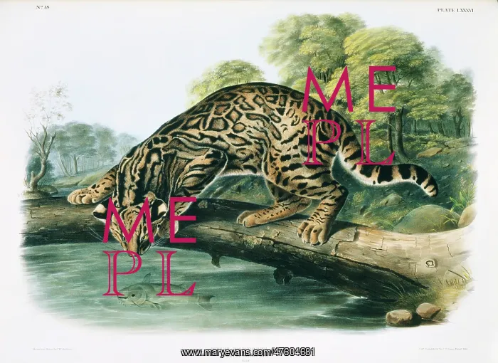 : Leopardus pardalis, ocelot : Leopardus pardalis, ocelot