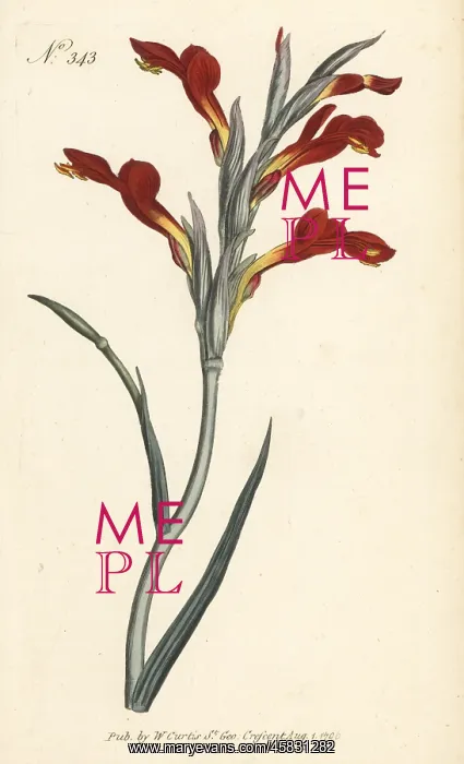 : Lepelblom, Gladiolus cunonius : Lepelblom, Gladiolus cunonius