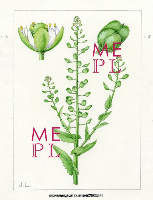 : Lepidium campestre - field pepperwort : Lepidium campestre - field pepperwort