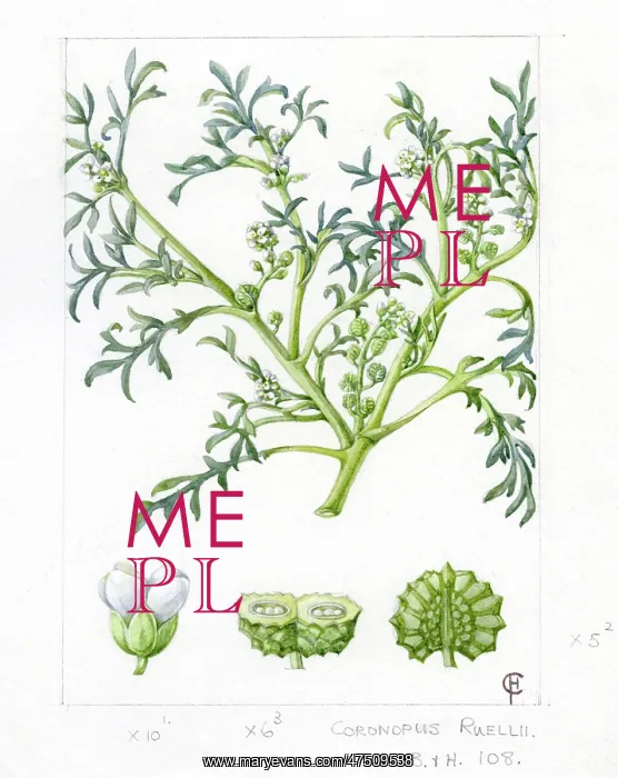: Lepidium coronopus - swine-cress : Lepidium coronopus - swine-cress