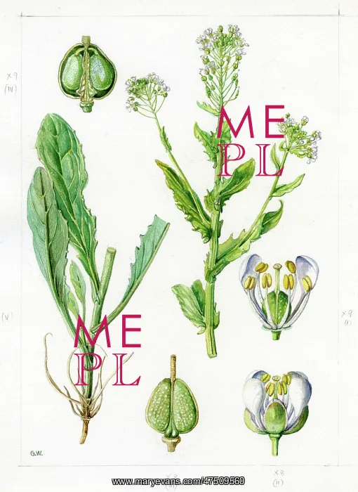 : Lepidium draba - hoary cress : Lepidium draba - hoary cress