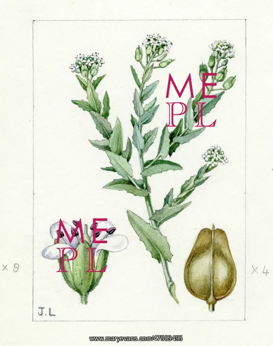 : Lepidium heterophyllum - Smith's pepperwort : Lepidium heterophyllum - Smith's pepperwort